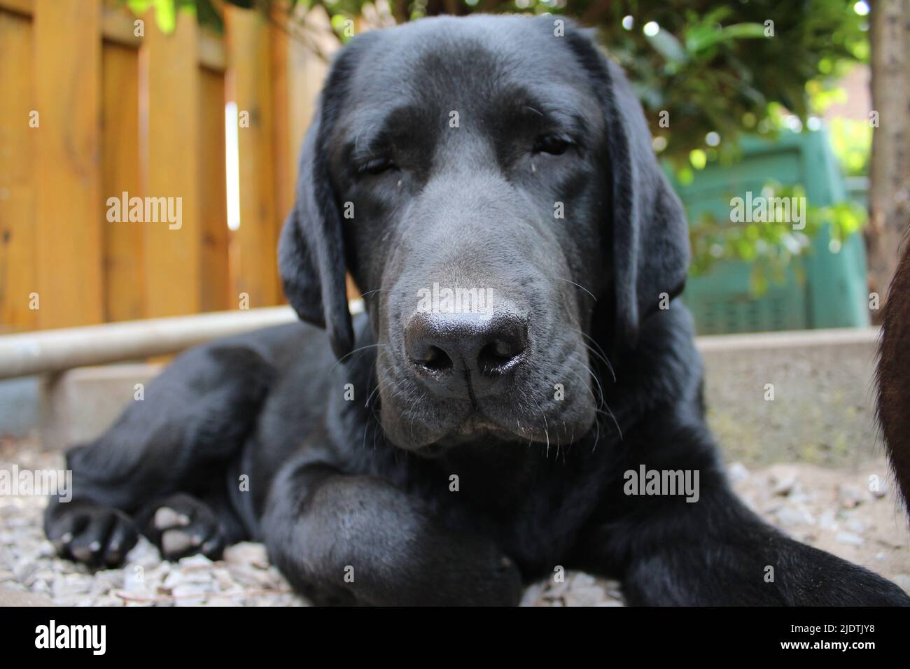 Photograph of a black Labrador Retriever. Labrador puppy in closeup