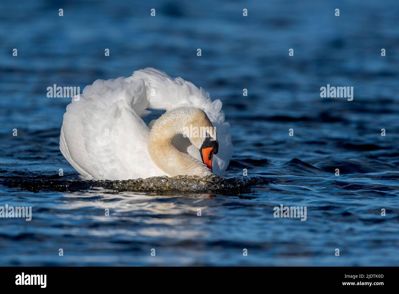 Displaying male mute swan (Cygnus olor) from Vejlerne, northern Denmark