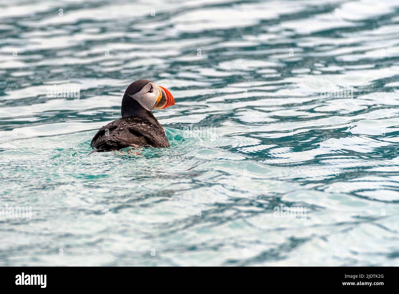 Atlantic Puffin (Fratercula arctica) off the coast of western Spitsbergen in August 2019. Stock Photo