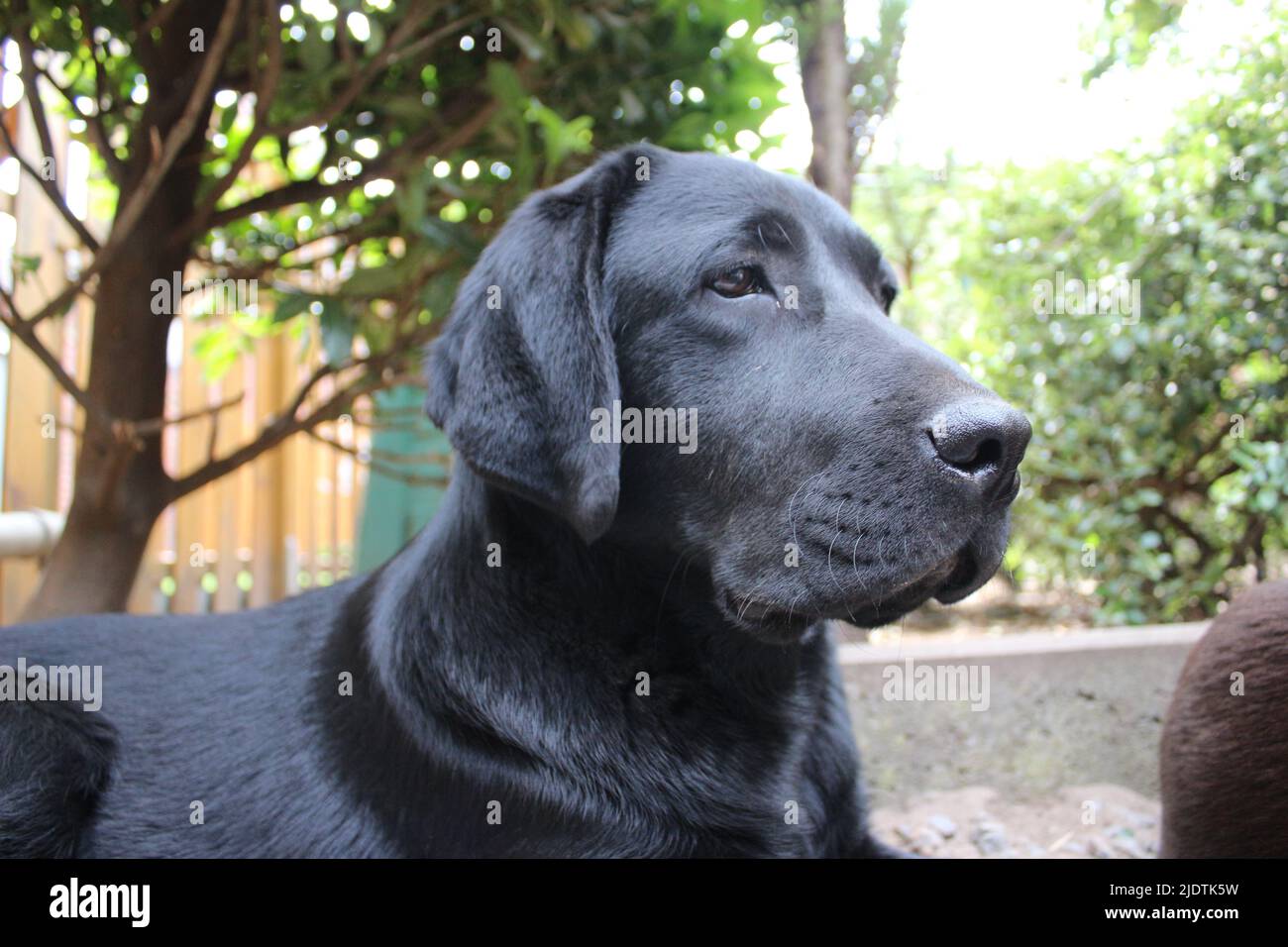 Photograph of a black Labrador Retriever. Labrador puppy in closeup