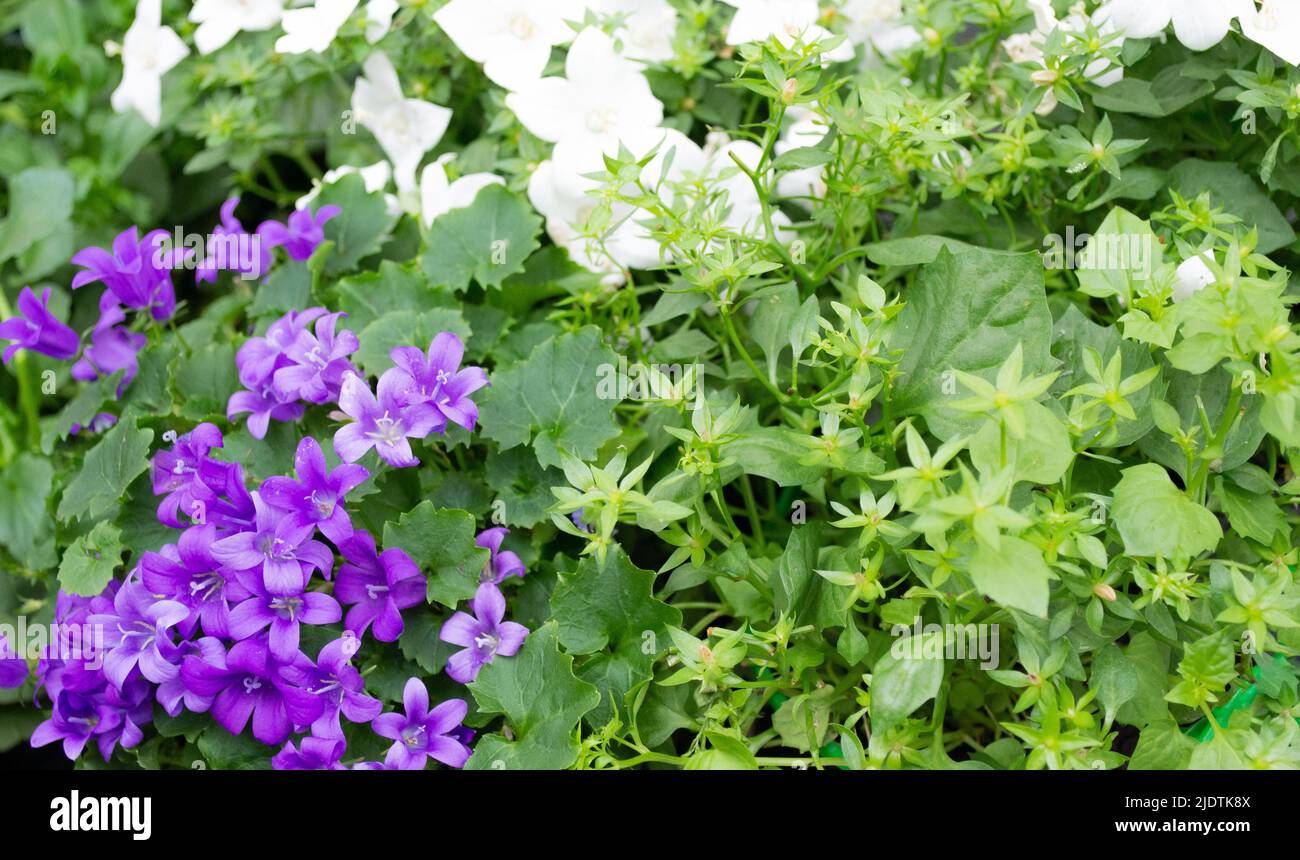 Green and white bell flowers hi-res stock photography and images - Page 5 -  Alamy