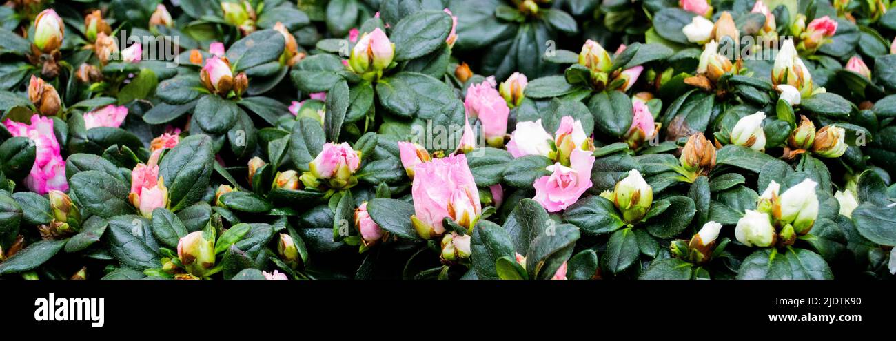 Banner with beautiful natural floral background. Pink flowers and buds of azalea - the species Rhododendron simsii with dark green leaves. Copy space. Stock Photo