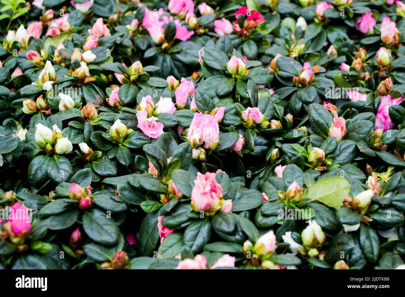 Beautiful natural floral background. Pink flowers and buds of azalea - the species Rhododendron simsii with dark green leaves. Copy space. Stock Photo