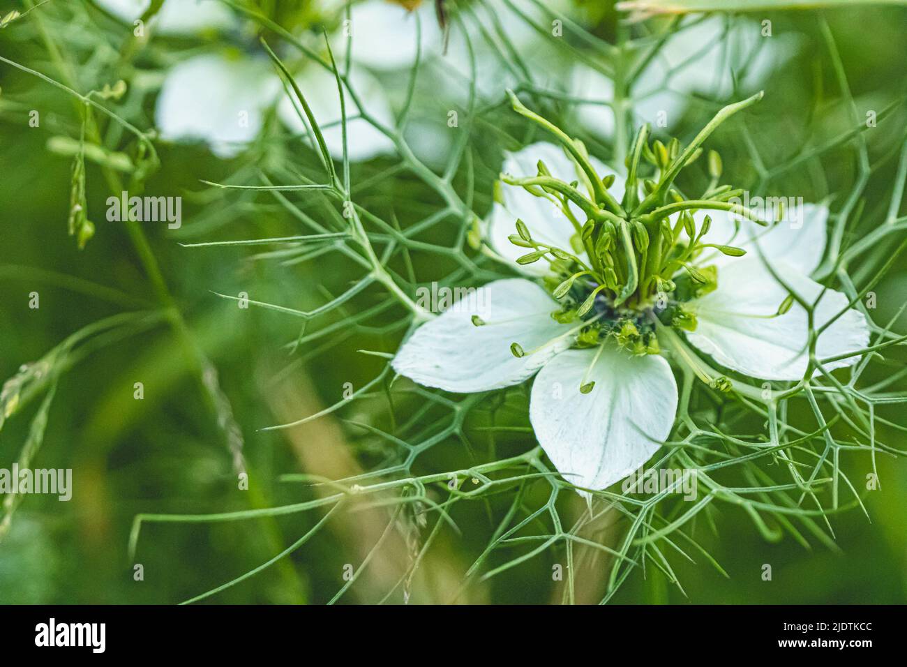 A nature ambiance photo Stock Photo - Alamy