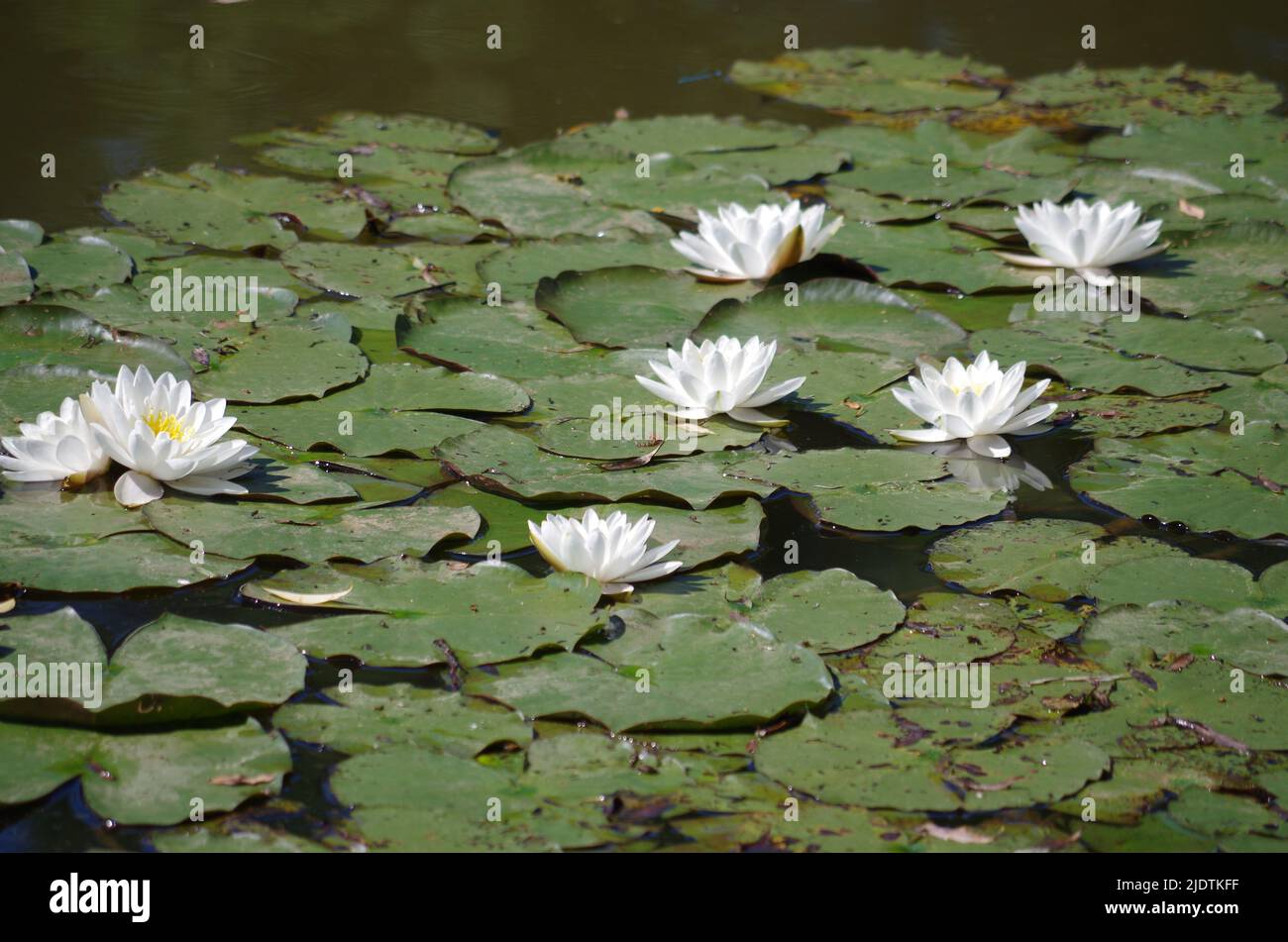 Nymphaea alba in a Lake. Stock Photo