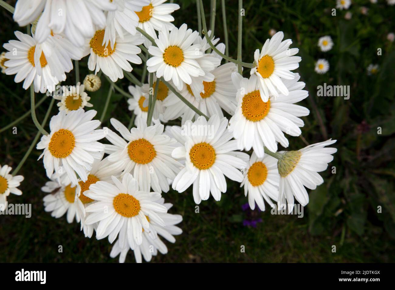 The pyrethrum daisy, source of Pyrethroid insecticides on the Rothamsted Estate, Harpenden Hertfordshire England UK Stock Photo