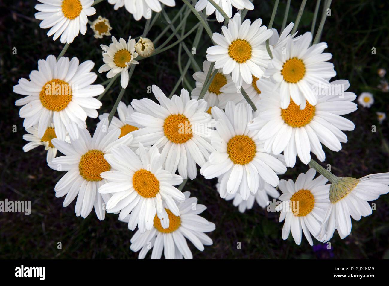 The pyrethrum daisy, source of Pyrethroid insecticides on the Rothamsted Estate, Harpenden Hertfordshire England UK Stock Photo