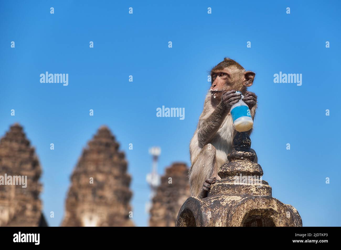 Young monkey drinking milk with buddhist temple in back monkeypox Stock Photo