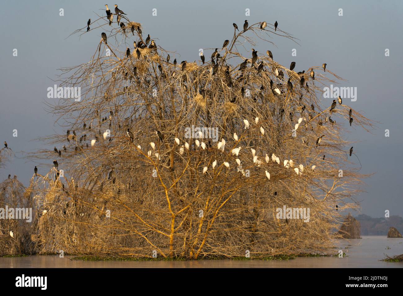 Flooded acasia tree serves as a resting place for cattle egrets and great cormorants in Lake Naivasha, Kenya. Stock Photo