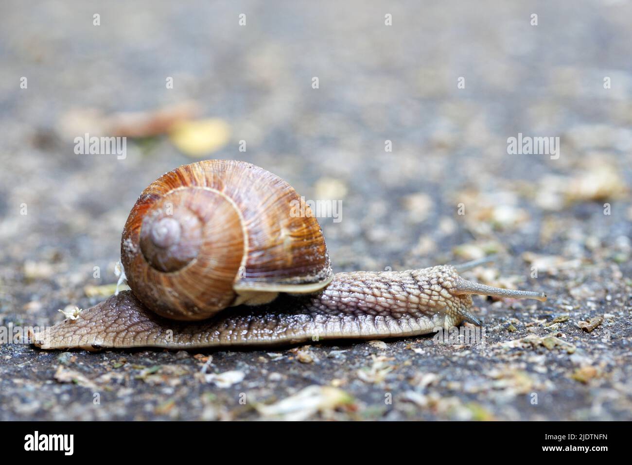 A large common garden snail crawls along an asphalt path. Blurred mottled gray background. Selective focus. copy space. Stock Photo