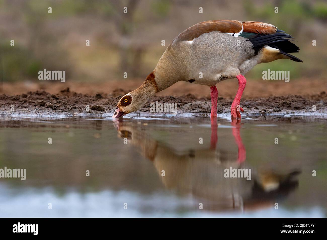 Male Egyptian goose (Alopochen aegyptiaca) drinking in a pond at Zimanga Private Reserve, South Africa. Stock Photo
