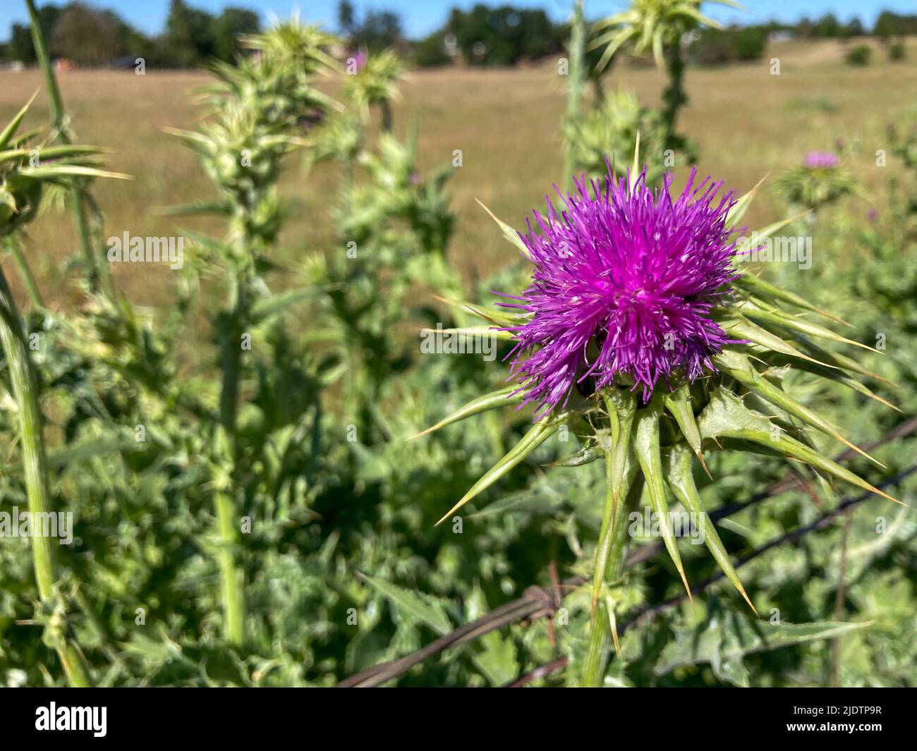 Purple Star Thistle Growing on the Roadside in the Country in