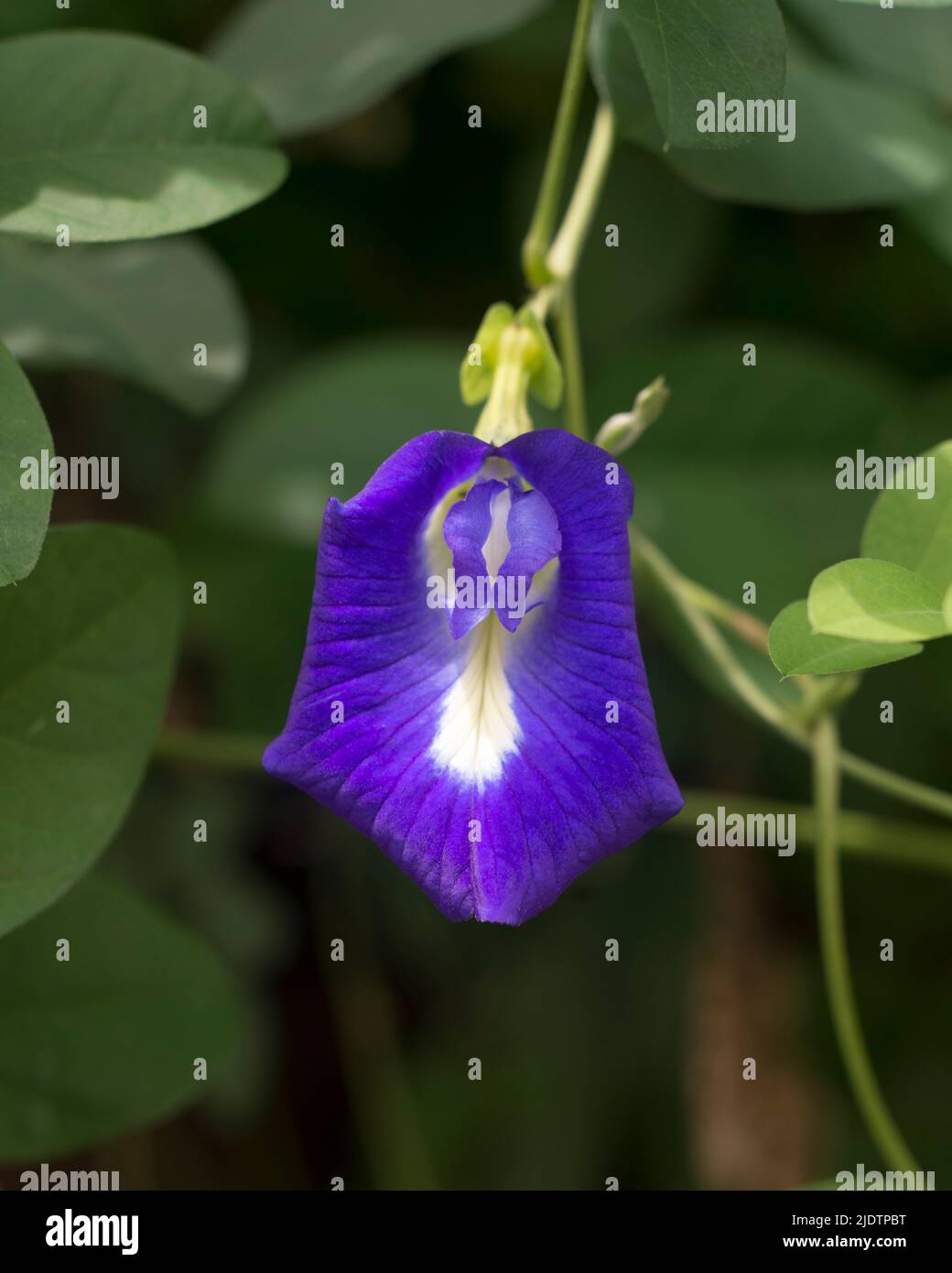 Butterfly pea flowers on a farm, macro closeup shot Stock Photo Alamy