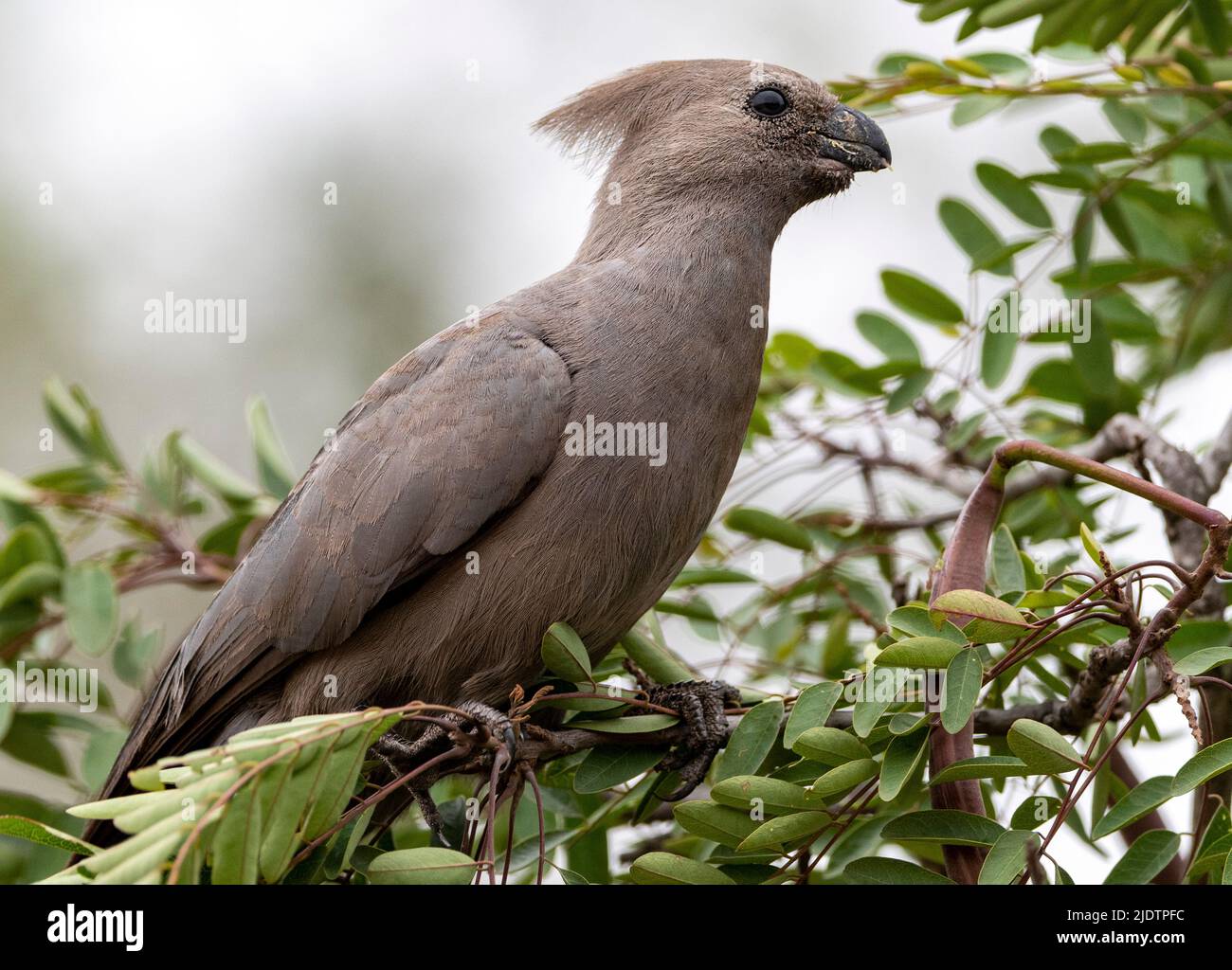 Grey lourie (Corythaixoides concolor) from Kruger NP, South Africa. Stock Photo
