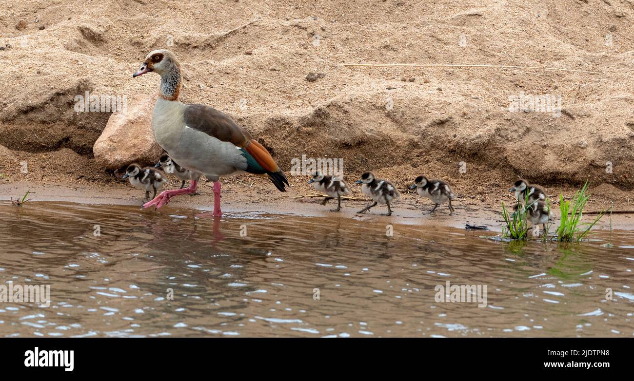 Male Egyptian goose (Alopochen aegyptiaca) with chicks in Kruger NP, South Africa. Stock Photo