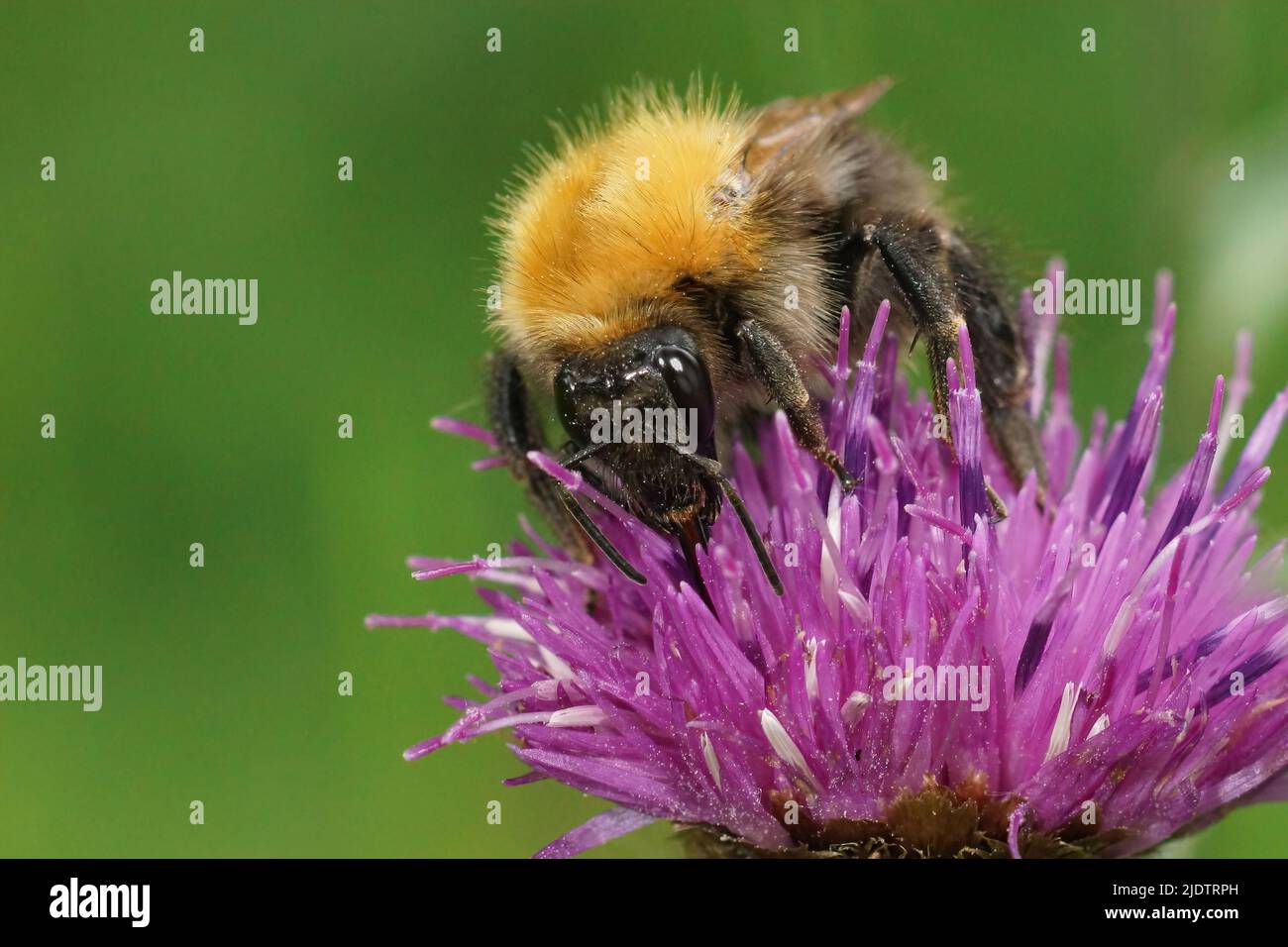 Closeup on a common brown banded bumblebee, Bombus pascuorum on a purple Centaurea jacea flower in the field Stock Photo