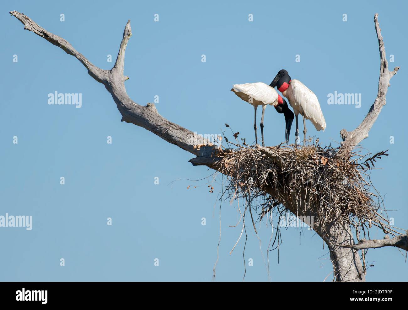 A pair of jabiru storks (Jabiru mycteria) nesting in Porto Jofre, Mato Grosso, Brazil. Stock Photo