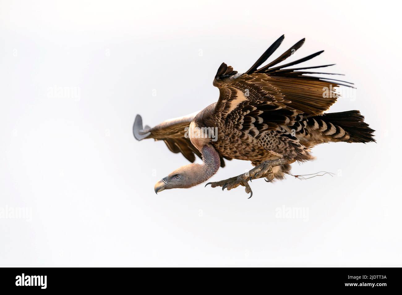Rüppell's griffon vulture (Gyps rueppelli) at inflight in Maasai Mara ...