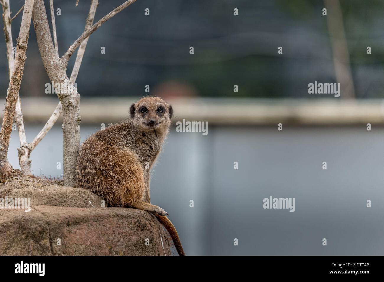 Meerkat on watch at Five Sisters Zoo Scotland Stock Photo