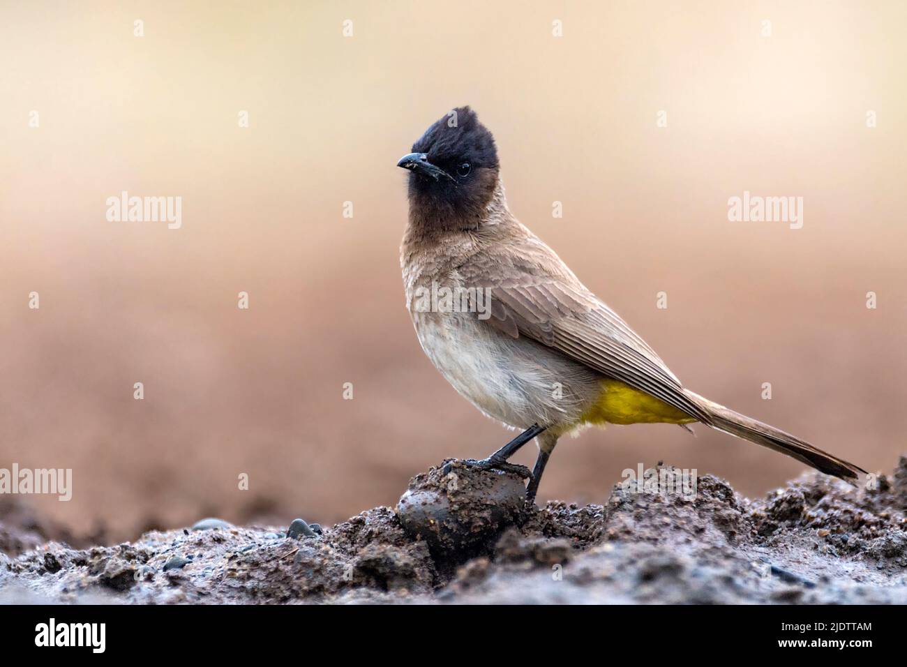 Dark-capped bulbul (Black-eyed bulbul), (Pycnonotus barbatus tricolor
