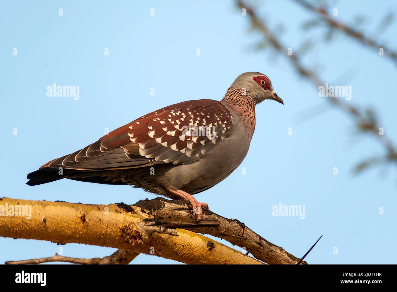 Speckled Pigeon (Columba guinea) from Sweetwaters, kenya. Stock Photo