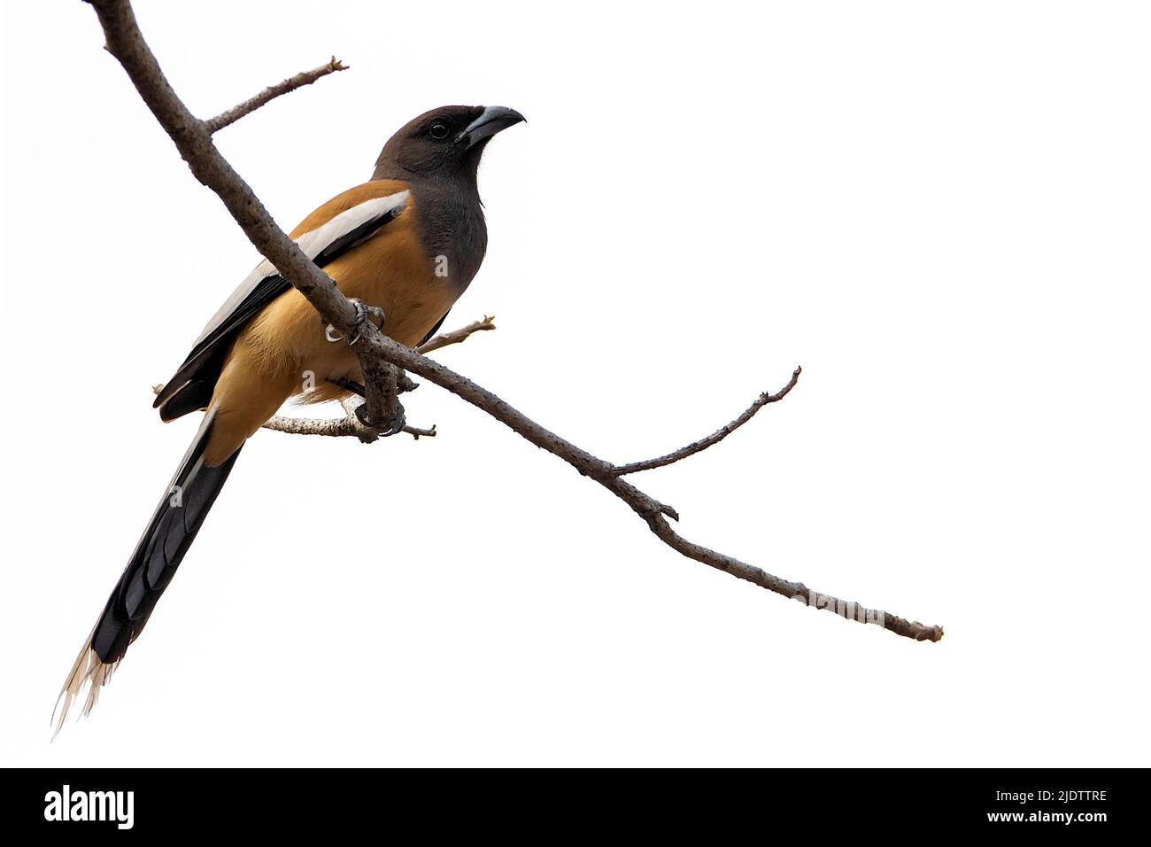 Pench Cut Out Stock Images & Pictures - Alamy