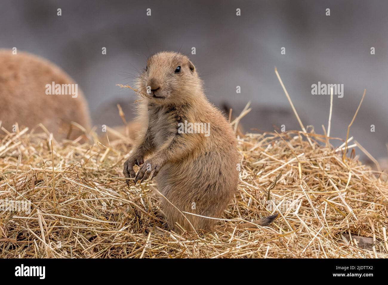 Single view of a Prairie Dog sat up watching in Five Sisters Zoo Scotland Stock Photo