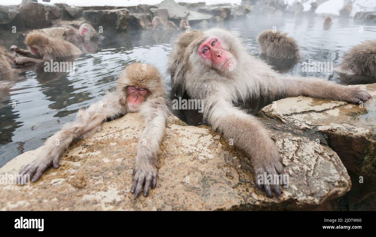 Snow monkeys sitting in a hot spring, Japan. Stock Photo