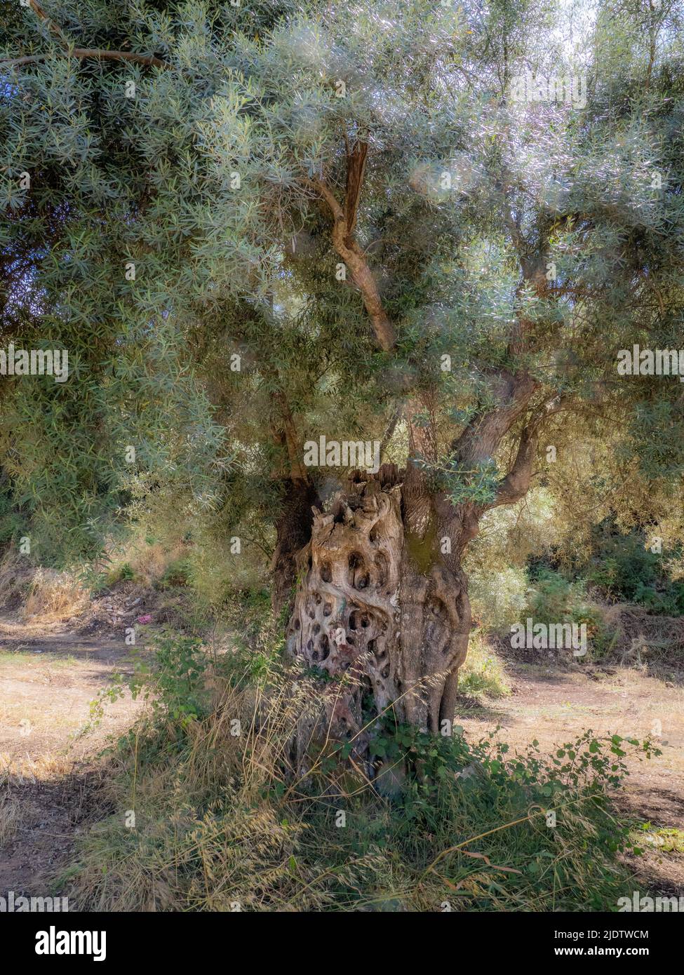Olive tree on the island of Lefkada in the Ionian Islands of Greece Stock Photo