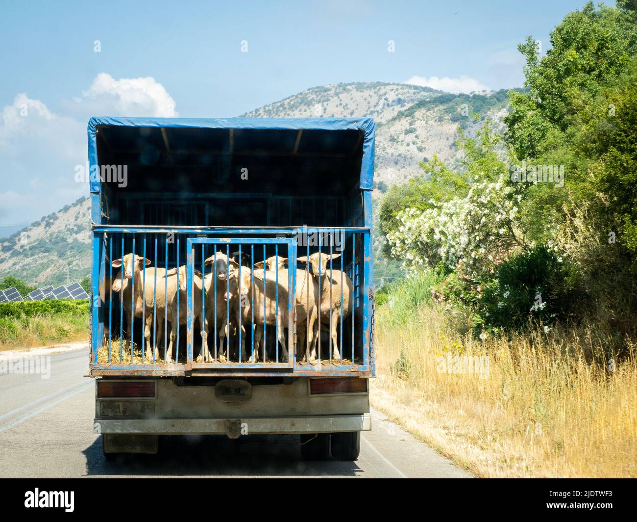 Sheep in the back of a lorry driving along a road in Epirus Northern Greece Stock Photo
