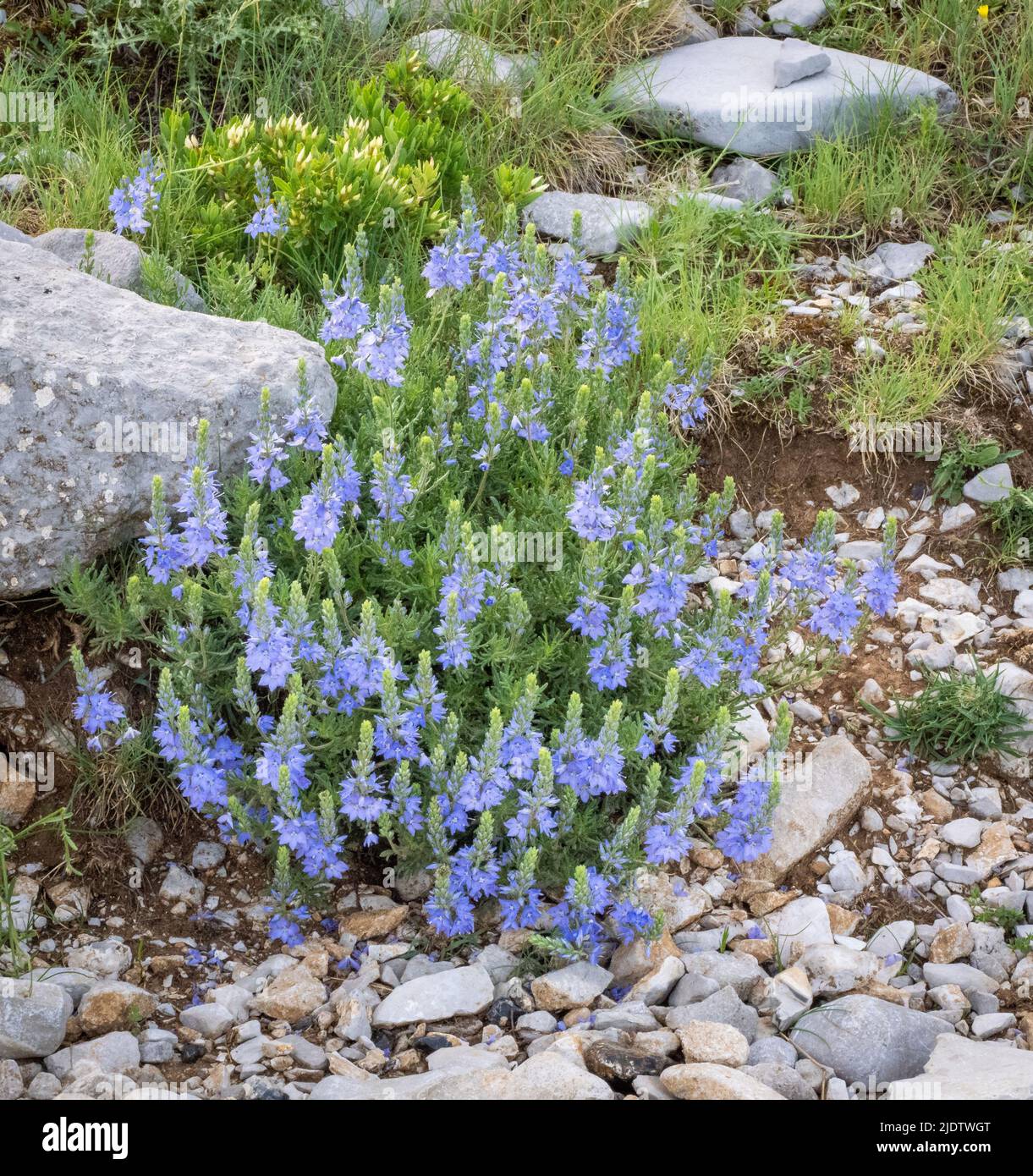 Species of pale-blue Speedwell possibly Veronica austriaca the Large Speedwell growing at 1500m on Mount Astraka in the Pindus Mountains of Greece Stock Photo