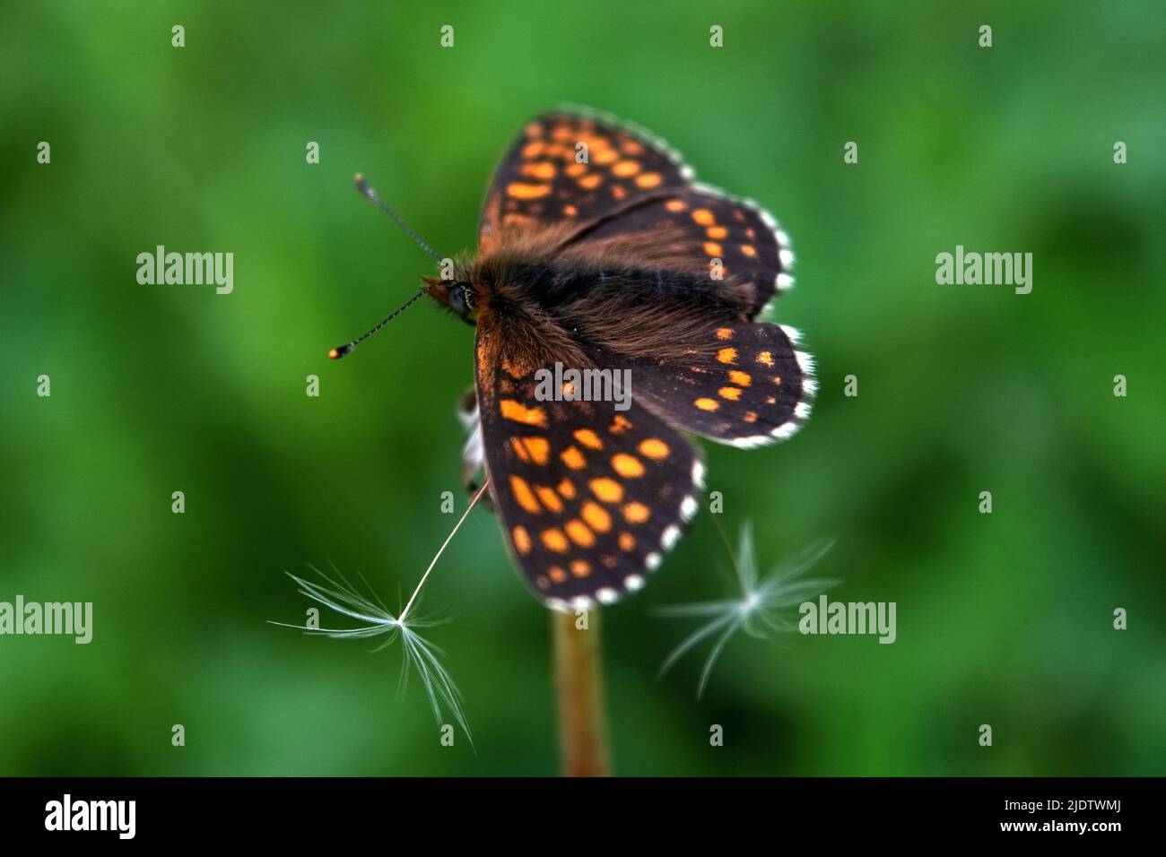 Northern Brown Argus butterfly, Latin name Plebeius artaxerxes on a green leaf close-up. Stock Photo