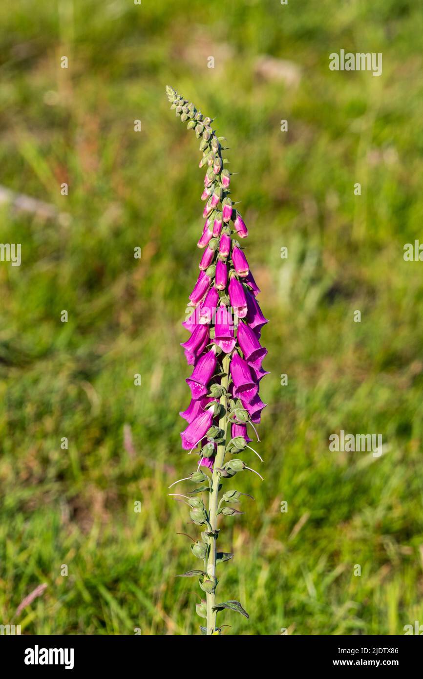 Foxglove plant (Digitalis Purpurea), a poisonous flowering plant that can also be used in medicine Stock Photo