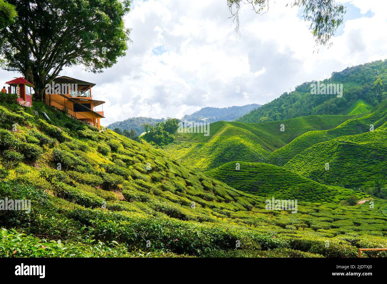 Tea Plantation Cameron Highlands (Cameron Valley Stock Photo Alamy