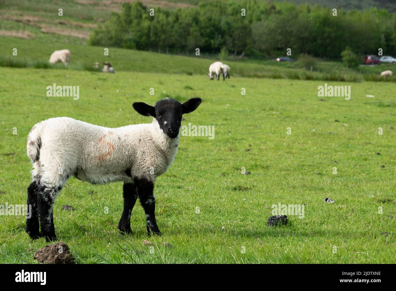 Black faced Peak District lamb in open moorland Stock Photo