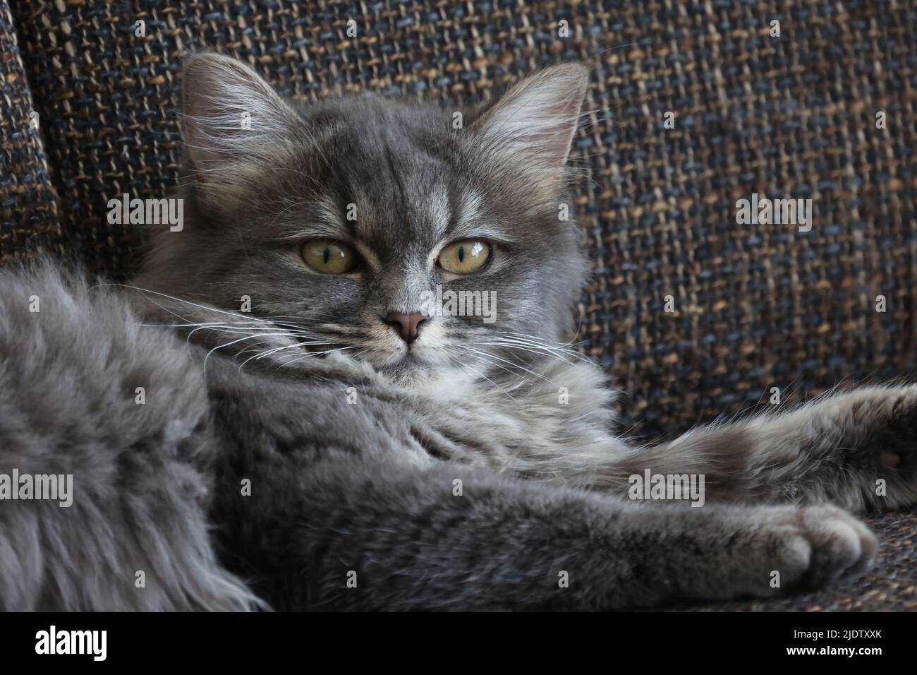 A small cat is lying comfortably on the Sofa Stock Photo