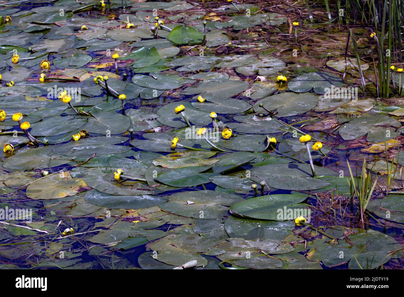 View of a dense patch of  wild, water-lilies growing on a section of Roaring Gutter Dyke, in the Lydden Valley, Kent, UK Stock Photo