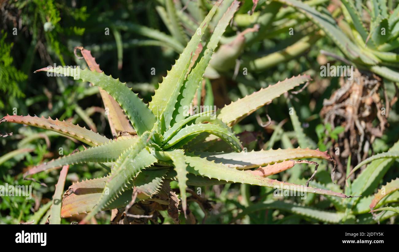 Aloe vera plant growing in garden closeup background Stock Photo