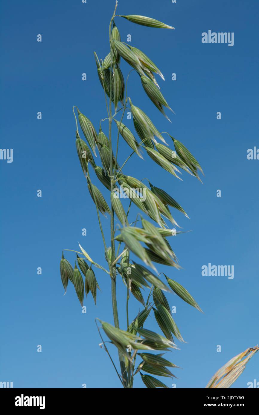 Green oat (Avena sativa) or common oat in the agricultural field in the summer. Stock Photo