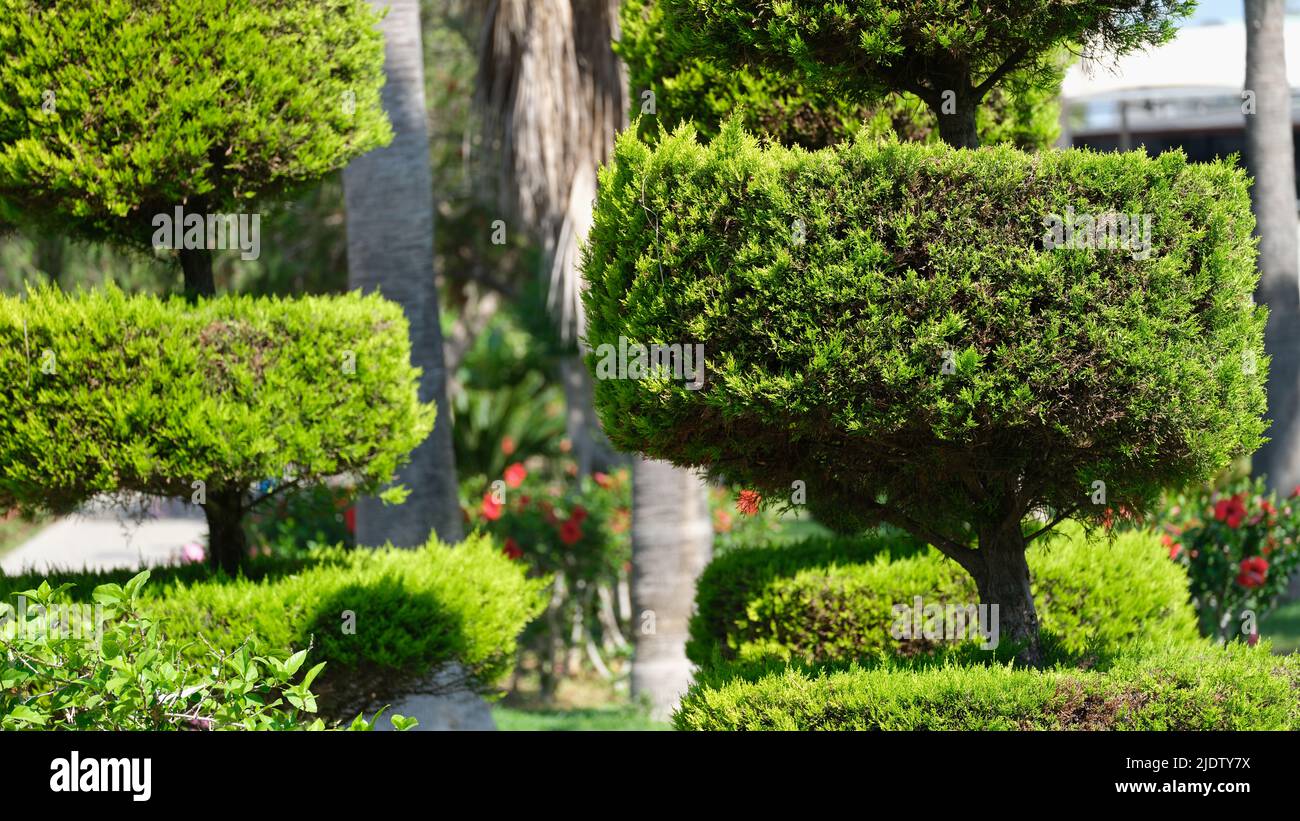 Green thuja cropped in form of circles in yard Stock Photo