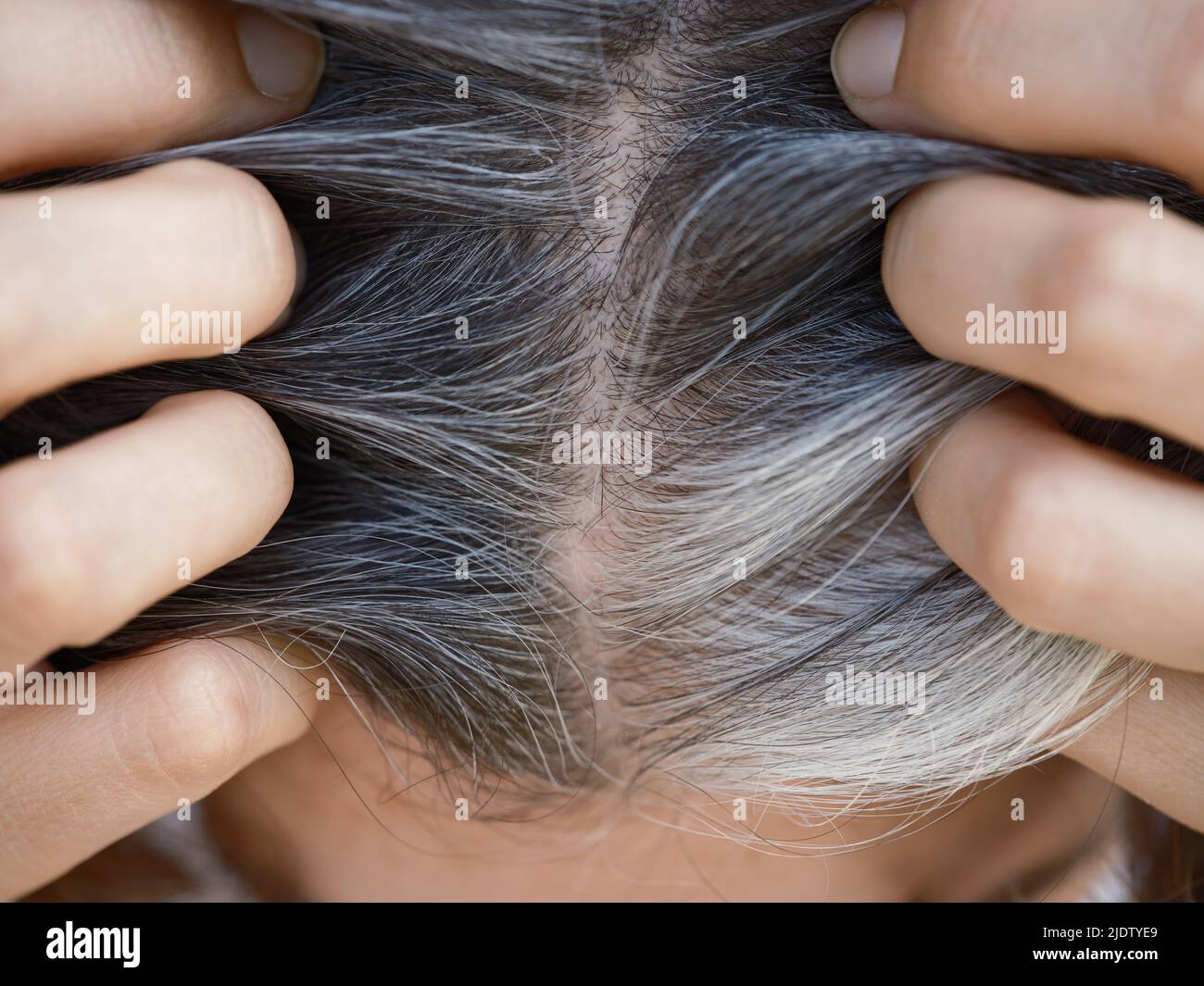 A woman showing her gray hair roots. Going gray concept. Close up. Stock Photo