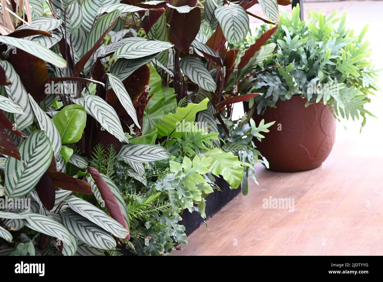 Beautiful house plants to decorate the living room or office Stock