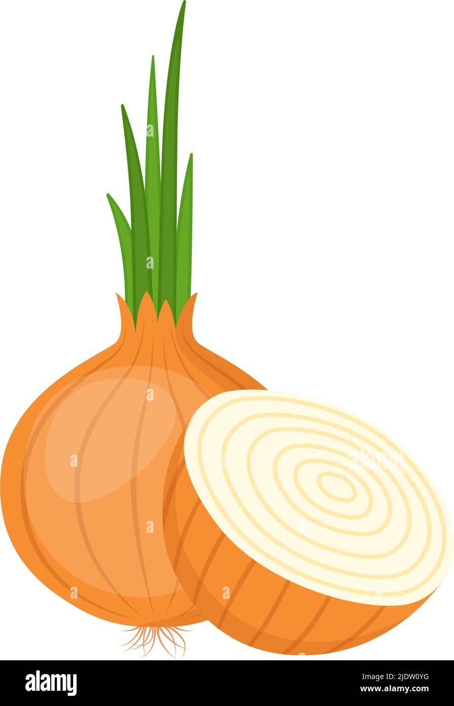 Onion, whole and cut. Organic farm vegetable, vector illustration Stock Vector