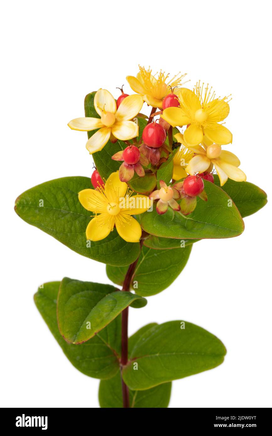 Hypericum perforatum, known as St. John's wort, yellow flowers and red berries close up on white background Stock Photo