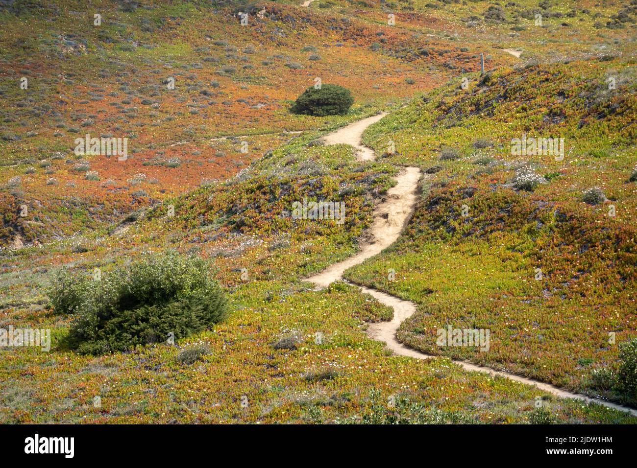 Walking path leading through coastal rocks and cliffs covered in green ground vegetation and spring flowers in bloom in the nature reserve area near C Stock Photo
