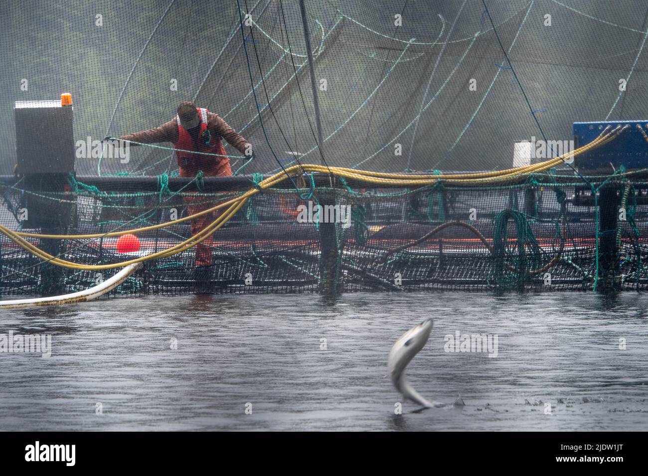 Vancouver, British Columbia, Canada. 21st June, 2022. A Mowi Canada West employee works a salmon farm site near Port McNeill, B.C. June 21. The industry is awaiting a Government of Canada decision on whether to renew licenses on the province's 79 remaining open net-pen salmon farms over concerns of their impact on threatened wild salmon populations. The B.C. Salmon Farmers Association says the closure of the industry will eliminate thousands of jobs (Credit Image: © Quinn Bender/ZUMA Press Wire) Stock Photo