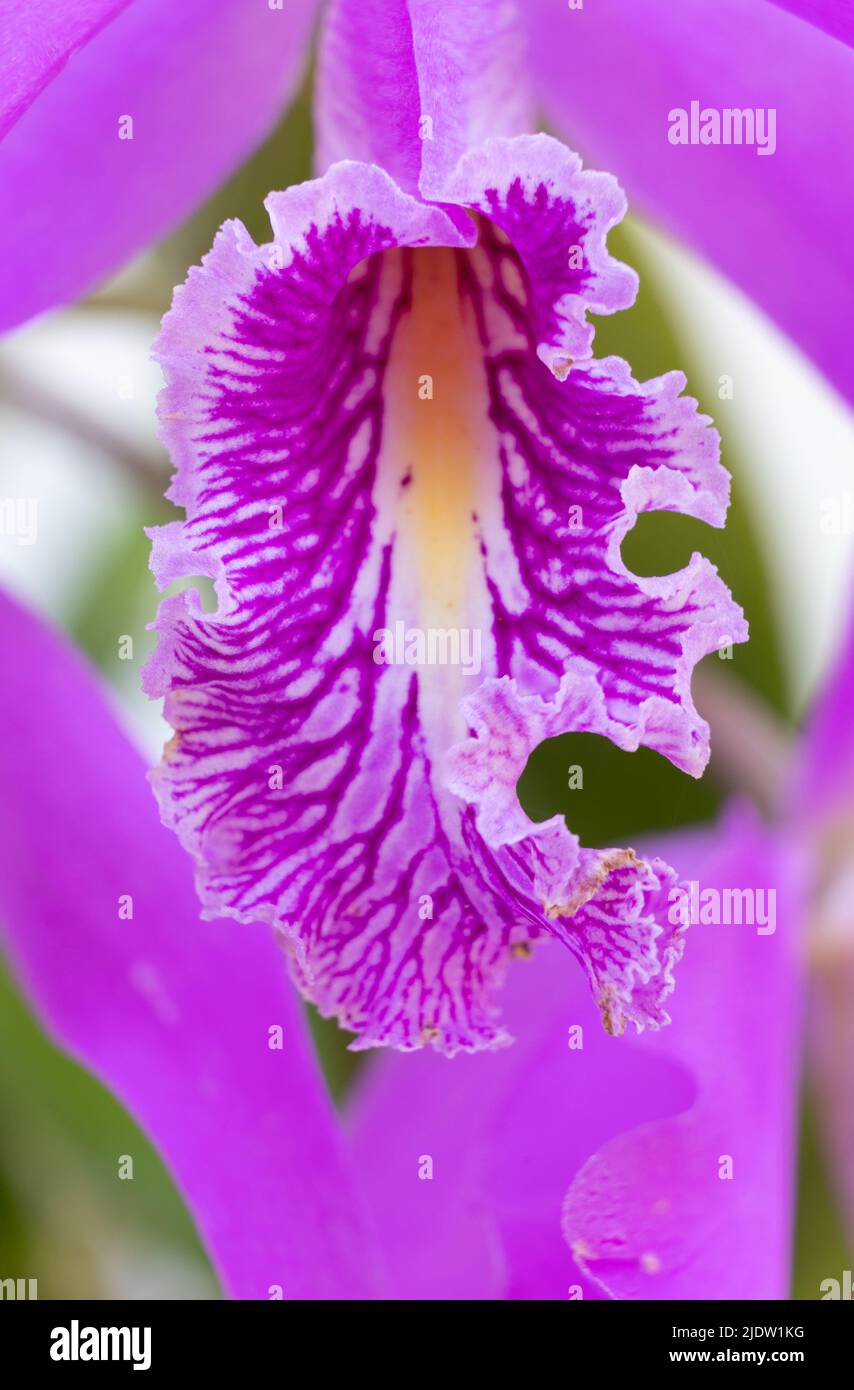 Macro shot of a pink cattleya orchid Stock Photo