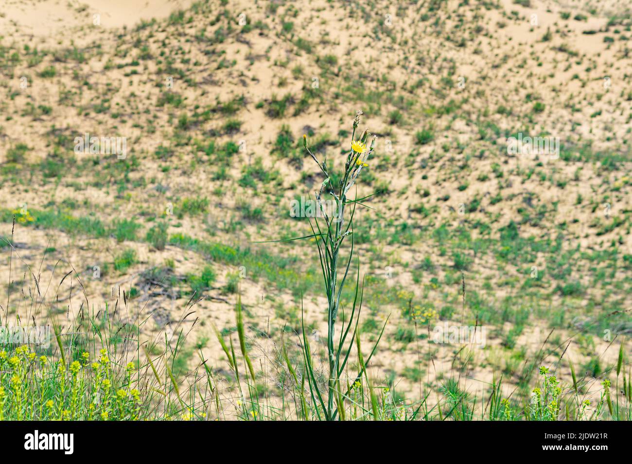 yellow flower of Crepis tectorum (narrowleaf hawksbeard) in blooming spring desert, Sarykum sand dune Stock Photo