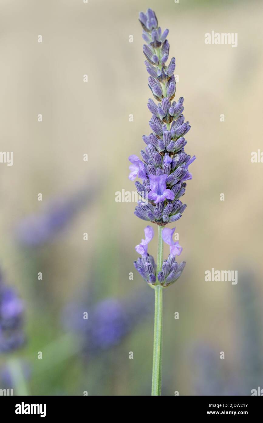 English lavender flower in garden. Lavandula angustifolia. Stock Photo