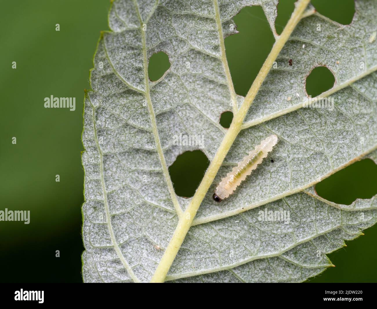Raspberry sawfly Monophadnoides geniculatus larva and damage on leaf